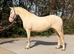Cremello welsh D mare 14.2.