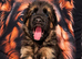 Exceptional Long-Haired German Shepherd Puppies