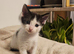 Kittens for sale