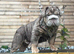 Beautiful English bulldog pup