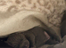 Beautiful  puppy American bulldog &rdquo;s x corso ready to leave around 24 July only 3 bitches left