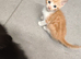 4 beautiful kittens