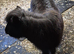 Mini shetland mare