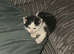3 month old kitten
