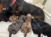 7 Beautiful Doxiepoos