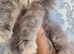 Himalayan beautiful Persian kitten boy