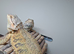 Baby beared dragons