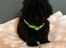 Toy poodles ready to go to there new loving homes
