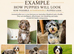 Aussiedoodle F1 Health Tested Parents