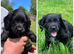 ***friendly cockerdor puppies***