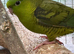 Pair of green Lineolated linnies with DNA