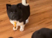 American Akita puppy