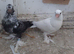 Fancy pigeons for sale