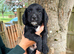 Working Cocker Spaniel Puppies