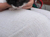A kitten