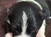 border collie puppies