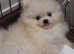 Beautiful Female White Pomeranian Puppy - Fluffy, Healthy & Playful