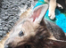 Northern Inuit puppies