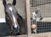 Straightforward 15.2hh stunning mare