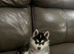 Toy size Pomsky male for sale
