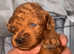 Baby ant the toy poodle stud