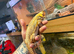 Female bearded dragon