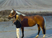 15h3 beautiful Scottish warmblood