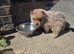 *READY* KC CHOW CHOW PUPPIES ONLY 2 LEFT BARGAIN