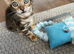 GCCF PEDIGREE BENGAL KITTENS