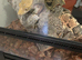 Gecko & tank