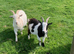 Two pygmy x wethers