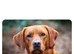 Kc registered Labradors puppies
