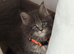Maine coon kittens for sale