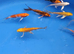 koi &pound;5 each normal and butterfly