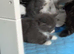 Fluffy blue kittens some tabby