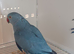 Bonded pair of beautiful coloured Ring necks available
