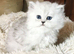 Pedigree persian kittens, white and chinchillas