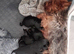 Adorable Yorkshire terrier puppies