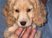 Cocker spaniel female£500