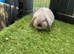 Seal point mini lop baby rabbits