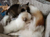 Adorable litter of healthy long-hair 3/4 Chihuahua 1/4 Pomeranian puppies ️