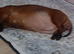 1 Doxi cairn puppies left.