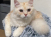 Beautiful male Persian
