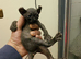 Rare Odd eyed parent shpynx kittens.