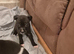 Staffordshier bull terrier pups