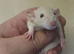 Male baby Dumbo Rats ready 30th oct