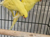 Yellow ringneck Lutino 3 months old
