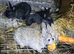 Newzealand cross lop baby bunnies