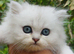 Chinchilla and golden chinchilla pedigree persian kittens - READY to go