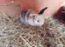 2 x baby rabbits